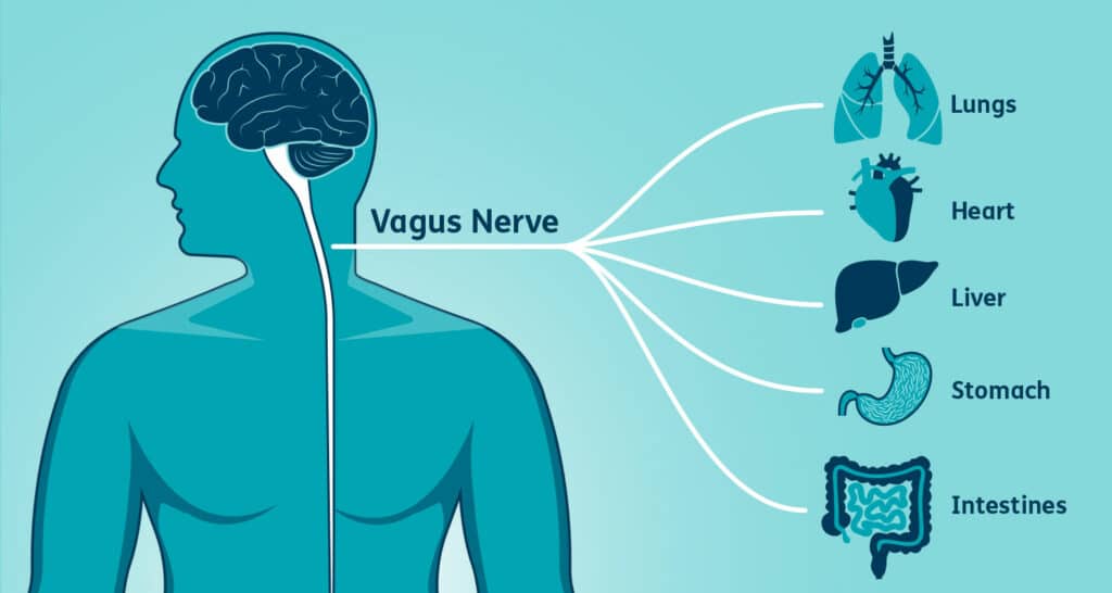 The Brain and Gut Health Connection - The Vagus Nerve.